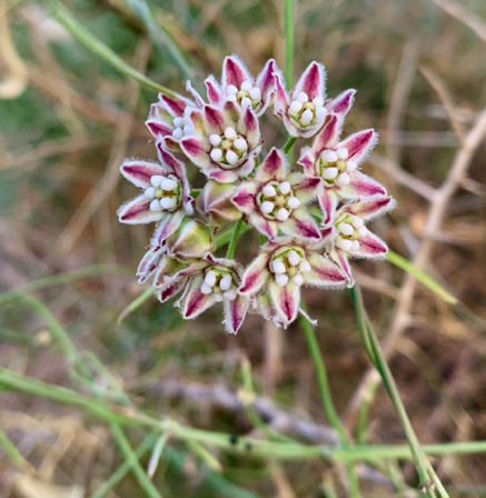 July 12 - Bloom on a tiny winding vine.